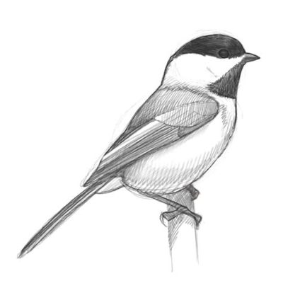 how to sketch a bird and the importance of observation in art